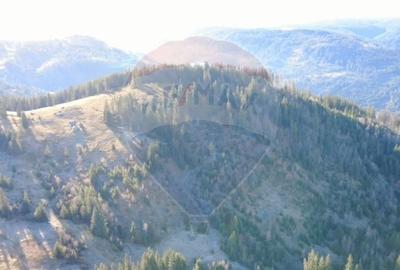 Teren extravilan de 31461 mp, în Panaci - 3