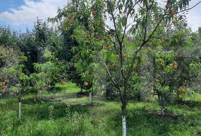 Casă cu 4 camere cu Teren 2145 Mp în Central - 3