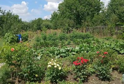 Casa P+E de vanzare in Ineu, jude?ul Arad - 5