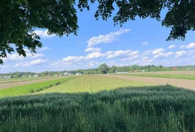 Teren de 4000 mp, în Frătăuții Vechi - 3