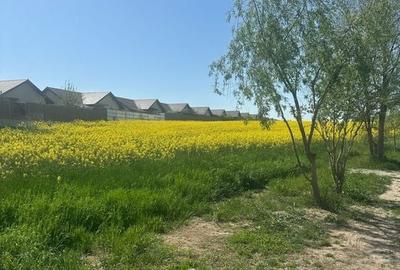 Teren intravilan cu destinatie rezidentiala 26.300 mp Balotesti - 17