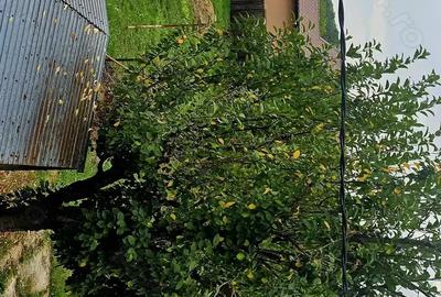 Casă cu 4 camere în Nisipoasa - 5