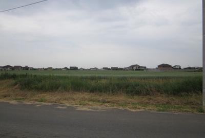 Domnesti-Narciselor - 16