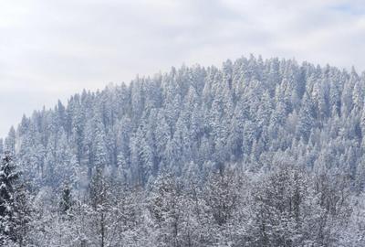 Teren de 22600 mp, în Sucevița - 5