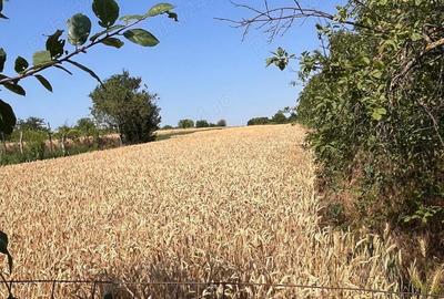 Gospodarie de vanzare - 2