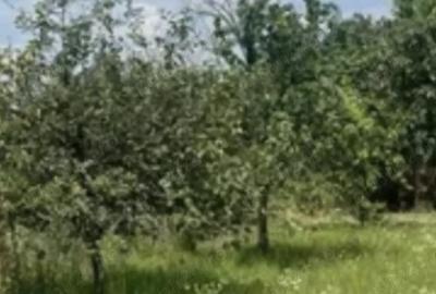 Teren de 5 mp, în Ciofliceni - 4