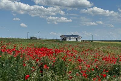 Vanzare Teren  construibil Cernica Balaceanca 1000mp - 11