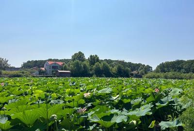 Teren intravilan de 4003 mp, în Snagov - 2