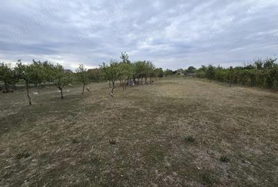 Casă cu Teren 2500 Mp în Turnu - 1