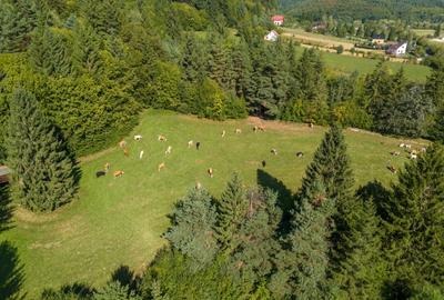 Teren Construcții intravilan de 6800 mp, în Vulcan - 16