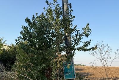 Teren Dn4 Frumusani - 5