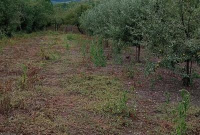 Casa de vanzare in loc.Izvoarele com.Livezile.jud.Alba - 6