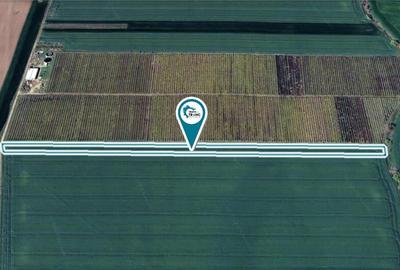 Teren agricol de 1 ha in Zimandu Nou Teren agricol de 1 ha in Zimandu Nou - 1