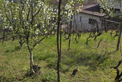 Spațiu comercial, în Blejoi - 7