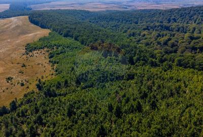 Teren 6,000mp Crizbav / Strada principala - 6