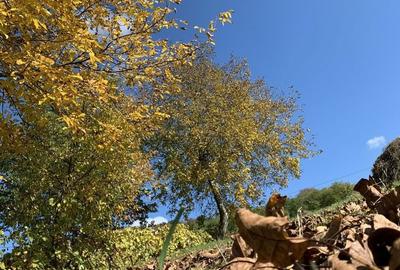 Casă cu 3 camere în Silivașu de Câmpie - 3