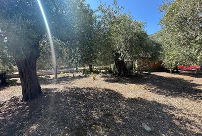Teren intravilan pe insula Thassos, aproape de plaja salbatica - 10