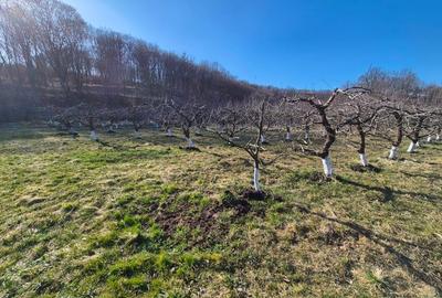 Teren agricol extravilan de 6000 mp, în Vest - 1