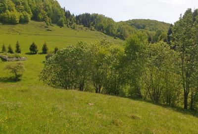 Teren de 1000 mp, în Dâmbovicioara - 10