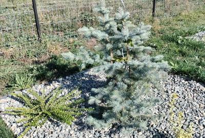 Spațiu comercial, în Feiurdeni - 4