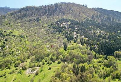 Teren Intravilan parcele 1000mp - 3