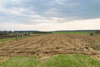 Teren de 6767 mp, în Albota - 3