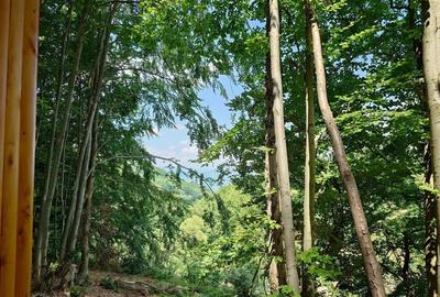 Teren montan cu priveliste si izvor - 5727mp in Buces, langa padure Teren montan cu priveliste si izvor - 5727mp in Buces, langa padure - 9