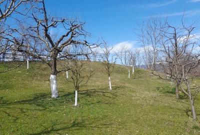 Casă cu 2 camere în Roșu - 4