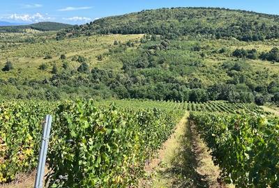 Vie de 115 Hectare în satul Dud, județul Arad - 3