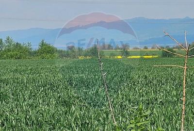 Teren agricol extravilan de 40000 mp, în Nord-Est - 1