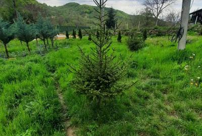 Casă cu 2 camere în Mânzălești - 6