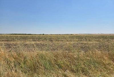 Teren de 4300 mp, în Smârdioasa - 7