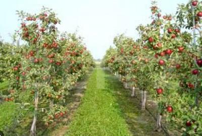 Oportunitate de investi?ie agricola Livada de meri pe - 1