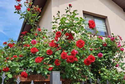 Casă cu 4 camere cu Teren 300 Mp în Bragadiru - 3