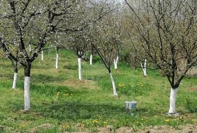 Casa de vanzare – Sat Elciu, com. Panticeu - 7