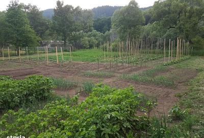 Spațiu comercial, în Lunca - 5