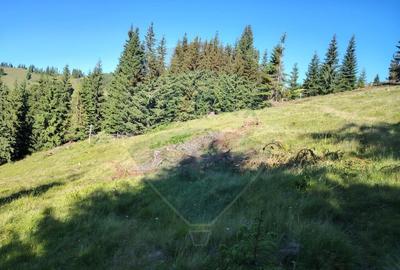 Teren de 24581 mp, în Panaci - 16