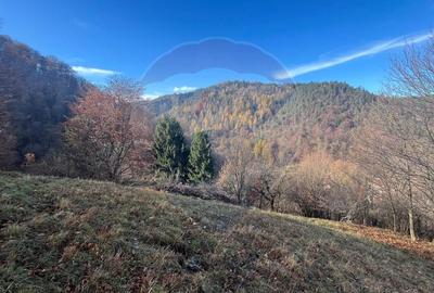 Teren Colinar Panoramic - 17.684 mp in Scheii Brasovului - 12