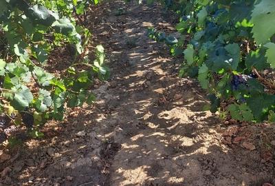 Galati, 1 ha vita de vie si casa 3 cam, pretabil amenajare turism viticol - 10