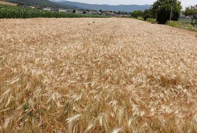 Teren de 6000 mp, în Șoimuș - 1