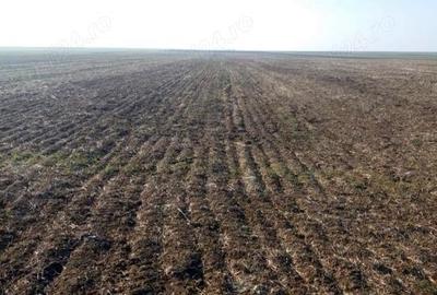 Teren agricol extravilan de 340 mp, în Sintea Mare - 2