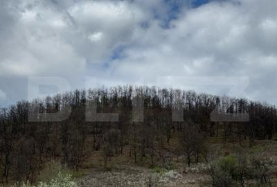 Vand 2 hectare de padure de Stejar, Carmazanesti - 1