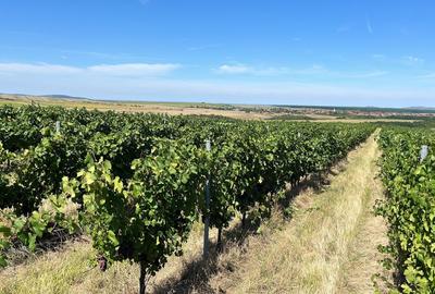 Teren agricol extravilan de 1150000 mp, în Dud - 5