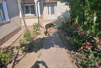 Casă cu 3 camere în Chilia Veche - 8