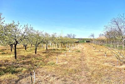 Casa de locuit, teren intravilan 5500 mp, livada, sat Carja, jud Vaslui - 16