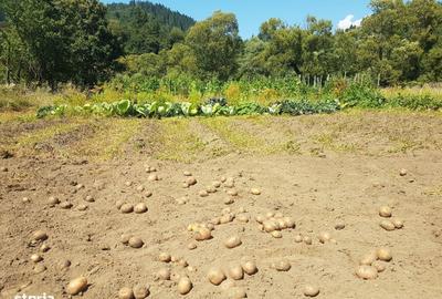 Teren de 1400 mp, în Lunca - 8