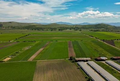 Aliniament de liniste, drum usor, 5.000 mp pamant verde, Bod Brasov: FILM! - 2