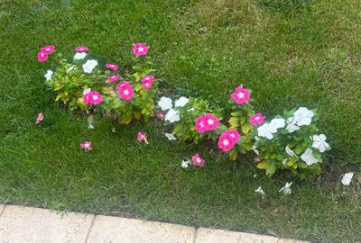 VILA CU IZ PROVENSAL  CU TEREN GENEROS SI PISCINA EXTERIOARA INCALZITA - 56