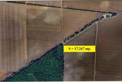 Gradistea - Ilfov, Tarla 164, teren 17.267 mp. lipit de Padurea Branzeasca - 3