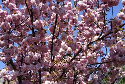 Vanzare vila deosebita mobilata si utilata Corbeanca - 58